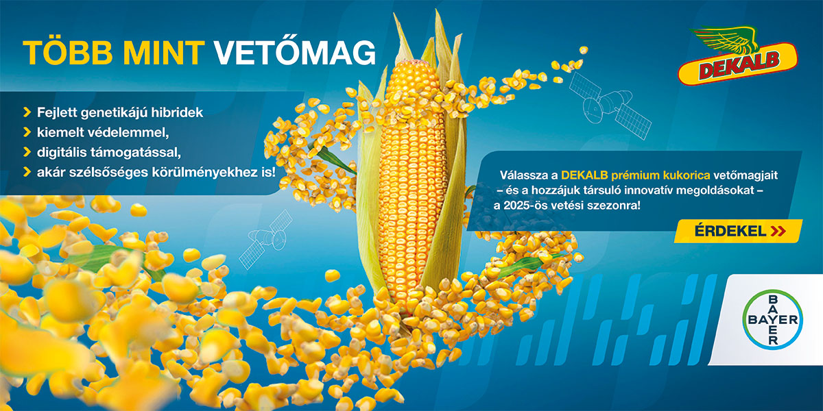 Dekalb kukorica vetőmag